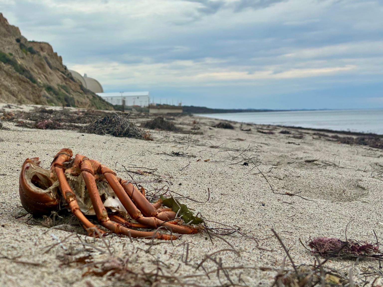 A Dec. 30, 2025 photo of one of scores of lobster carcasses that have washed ashore at San Onofre State Beach. The domes from the San Onofre Nuclear Generating Station can be seen in the background.

